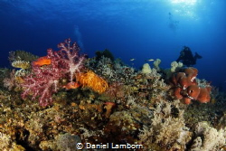 The wonderful, healthy reefs of Misool! by Daniel Lamborn 